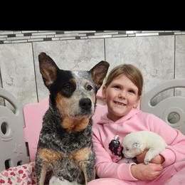 Australian Cattle Dog Puppies from TLC Cattle dogs
