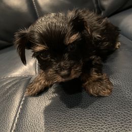 Yorkipoo and Yorkshire Terrier Puppies from Bougie Paws LLC