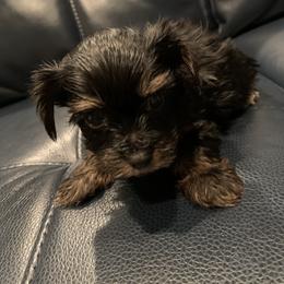 Yorkipoo and Yorkshire Terrier Puppies from Bougie Paws LLC