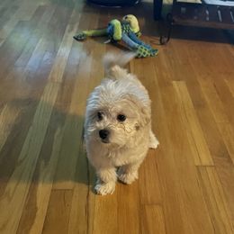 Maltipoos from Morris Maltipoo Moments