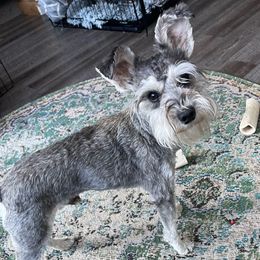 Gus - Miniature Schnauzer