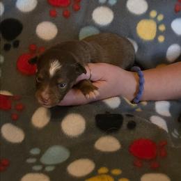 Mamba - Red tri male Miniature Australian Shepherd puppy in Arlington, Texas from CopperHead Aussies