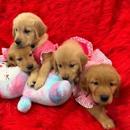 Golden Retriever Puppies from American True Golden retriever