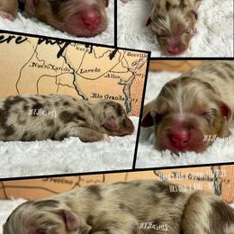 7 Keeper - Red merle female Australian Shepherd puppy in Huntington, Texas from JKKJ Farms, LLC
