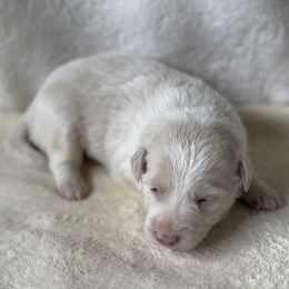 Red Collar - Gold Merle - Gold merle female Border Collie puppy in Gadsden, Alabama from Collie Wood Hills