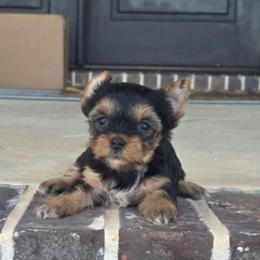 Ella - Black and tan female Yorkshire Terrier puppy in Clermont, Florida from Bella's Prissy Butts