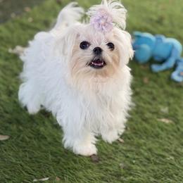 Lollipop - White female Maltese puppy in Newport Beach, California from Exotic City Pomeranians and chihuahuas