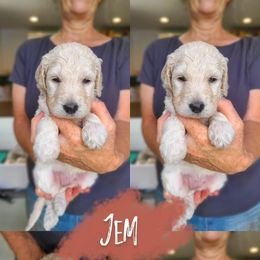 Jem - Cream female Goldendoodle puppy in Wagener, South Carolina from Noble Friend Breeders LLC