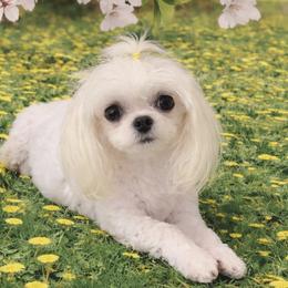 Milkshake - Maltese