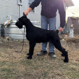 Etta Jane - Giant Schnauzer
