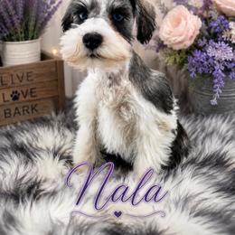 Nala - Parti female Miniature Schnauzer puppy in Sylvania, Georgia from Southern Sky Miniature Schnauzers