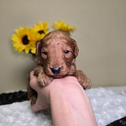 Peanut - Red  male Goldendoodle puppy in Woodburn, Indiana from Lengachers Cuddly Doods