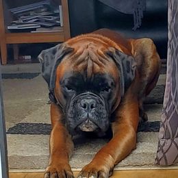 Flint - Boxer