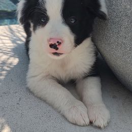 Border Collie Puppies from Bond Border Collies
