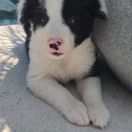 Border Collie Puppies from Bond Border Collies
