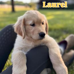 Boy 2 - male Golden Retriever puppy in Monroe, North Carolina from Everlong Equine and Canine