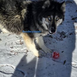 Sparky - Siberian Husky