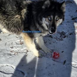 Sparky - Siberian Husky