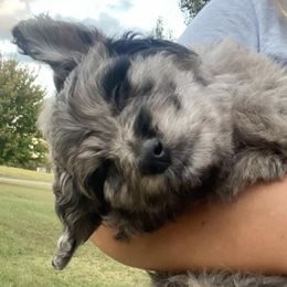 Aussiedoodles and Irish Doodles from Madding Doodles