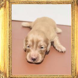 Princess Margaret - Cream female Dachshund puppy in Splendora, Texas from Ram’s Kennels