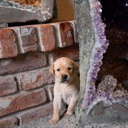 Labrador Retriever Puppies from Knotty Creek Labradors