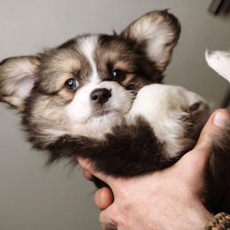 Leanna - Black and tan female Pembroke Welsh Corgi puppy in South Otselic, New York from Ridge Top Corgis