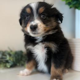 Brody - Black tri male Toy Australian Shepherd puppy in Ambrose, Georgia from Brandilyn's Aussies