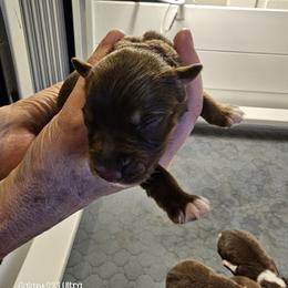 Girl 4 - female Australian Shepherd puppy in Bloomfield, New York from Wayward Trails Kennel