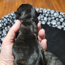 Black brindle - Black brindle female Scottish Terrier puppy in Seligman, Arizona from Magnum Scottish Terriers