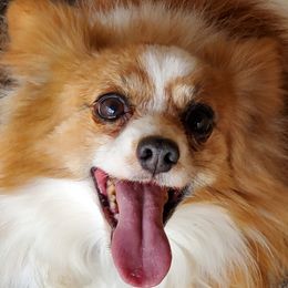 Jareth  - Papillon