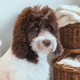 Australian Labradoodles, Goldendoodles, and Poodles from Leila Pearson