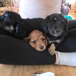 Dachshund puppies from Windy Ridge Dachshunds
