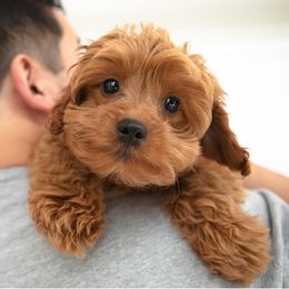 Goldendoodle Puppies from Northwoods Goldendoodles