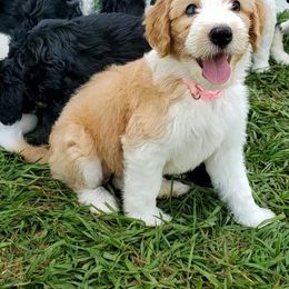 Aussiedoodle Puppies from Southwest Florida Doodles