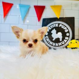 Milo - Cream and white male Chihuahua puppy in Dayton, Ohio from Petite Pups