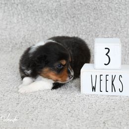 Boy 3 - Black tri-color male Australian Shepherd puppy in Rochester, Massachusetts from Clover Creek Aussies