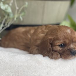 "WInston" Cavalier King Charles Spaniel Puppies from FriendlyPals