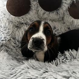 Girl 2 - female Basset Hound puppy in Campbellsville, Kentucky from Haus's Hound Town