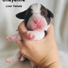 Cheyenne - Liver and white female English Springer Spaniel puppy in Casa Grande, Arizona from The Spaniel Garden