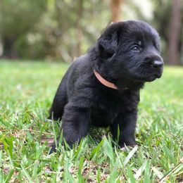German Shepherd Puppies from Zwinger vom Schneider Wald