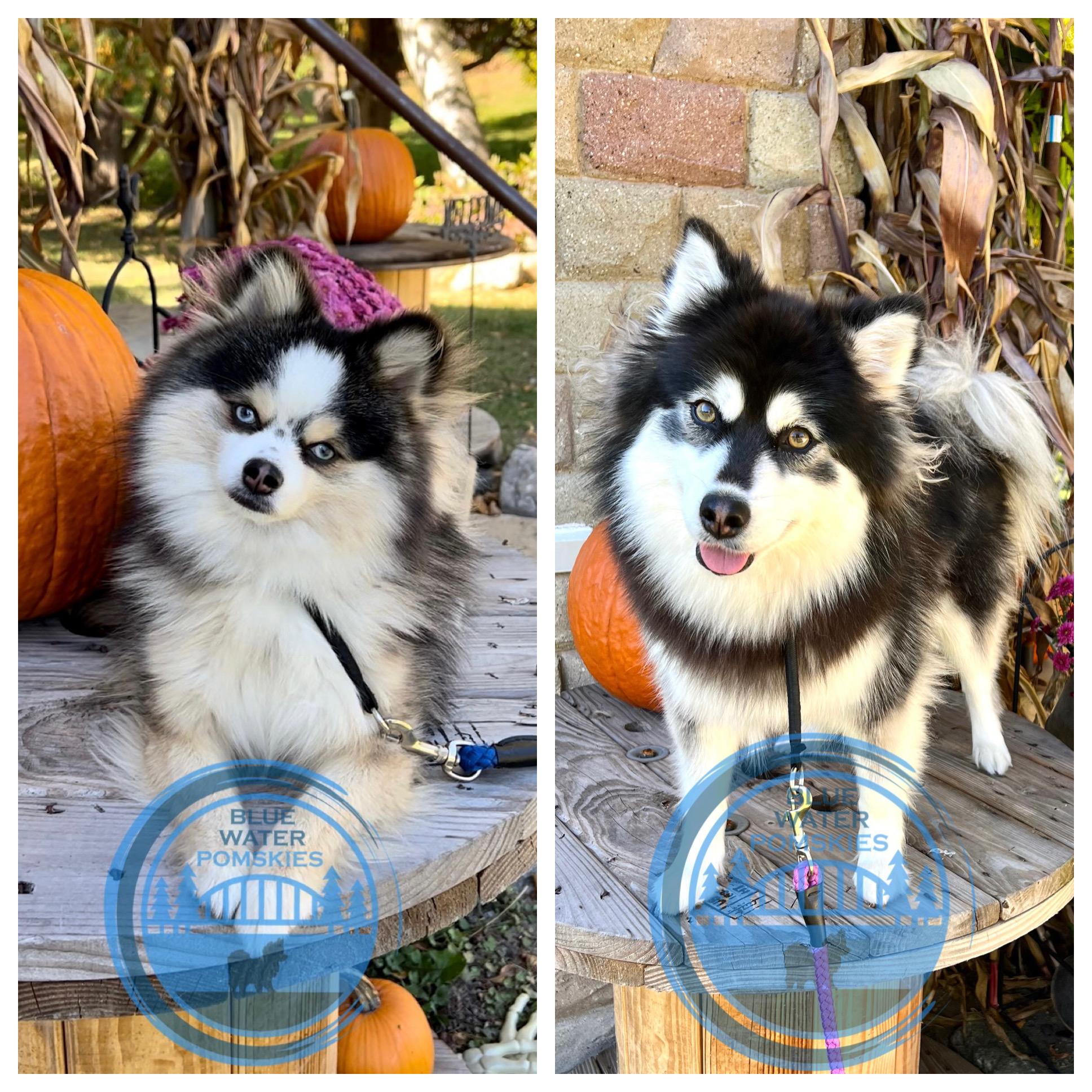 Blue Water Pomskies in Michigan Pomsky puppies Good Dog