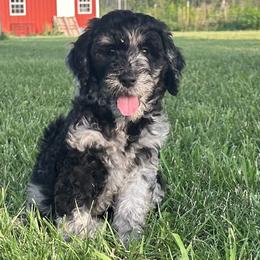 Narnia - Merle Goldendoodle puppy in Kansas City, Missouri from Beary GoldenDoodles