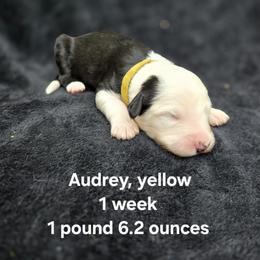 Audrey - Gray and white female Old English Sheepdog puppy in Sutherlin, Oregon from Sapphire Eyes Sheepdogs