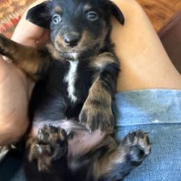 Randall - Black and tan male Dachshund puppy in Fort Worth, Texas from Louis' Litters