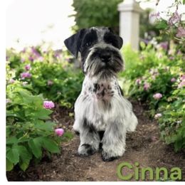 Sonny - Miniature Schnauzer