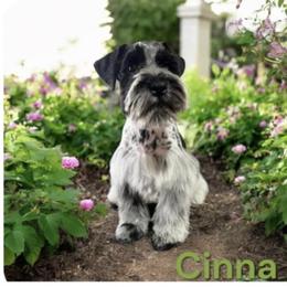 Sonny - Miniature Schnauzer