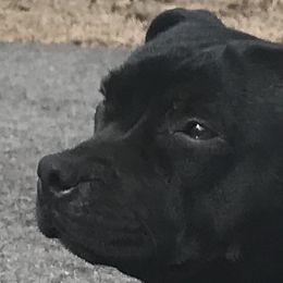 Staffordshire Bull Terriers from Noumenon Staffords