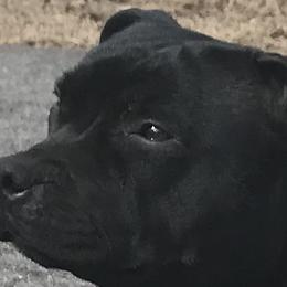 Staffordshire Bull Terriers from Noumenon Staffords