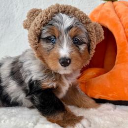 Tahoe - Blue merle male Bernedoodle puppy in Concord, California from Golden State Good Dogs
