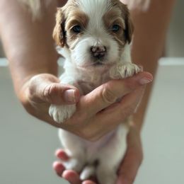 Boy 1 - male Cavapoo puppy in Greenville, South Carolina from Reedy River Doodles